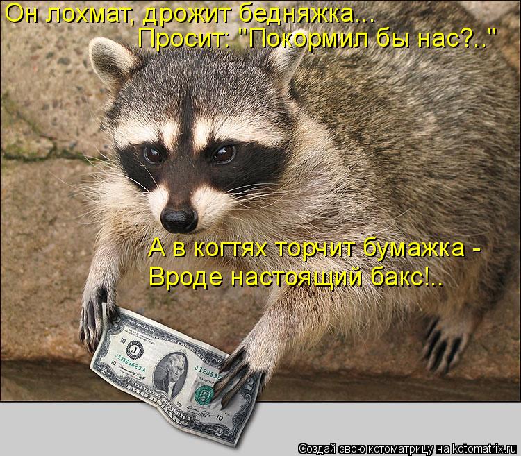 Котоматрица: Он лохмат, дрожит бедняжка... Просит: "Покормил бы нас?.." А в когтях торчит бумажка - Вроде настоящий бакс!..