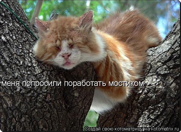 Котоматрица: меня попросили поработать мостиком