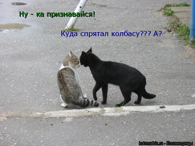 Ну - ка признавайся! Куда спрятал колбасу??? А?... Котоматрица: Ну - ка признавайся! Куда спрятал колбасу??? А?