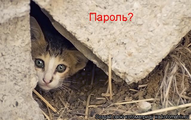 Пароль?... Котоматрица: Пароль?