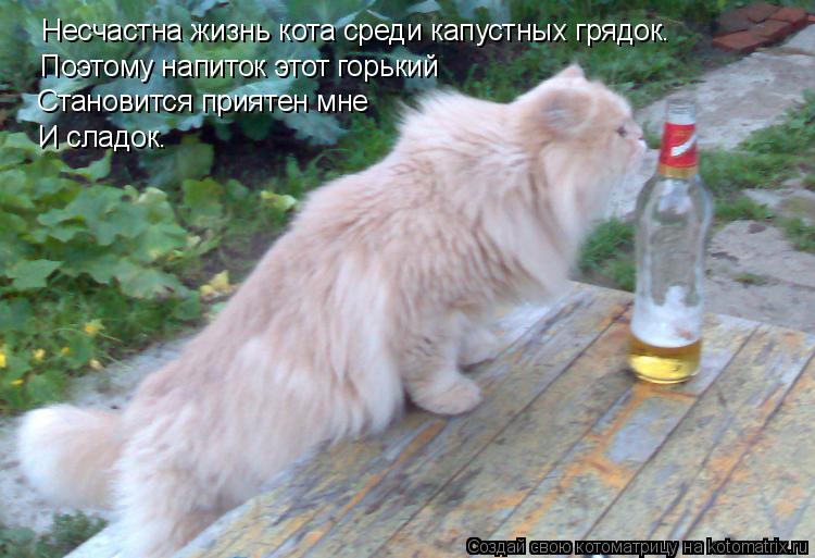 Несчастна жизнь кота среди капустных грядок. Поэтому напиток этот горький Становится приятен мне И сл... Котоматрица: Несчастна жизнь кота среди капустных грядок. Поэтому напиток этот горький Становится приятен мне И сладок.