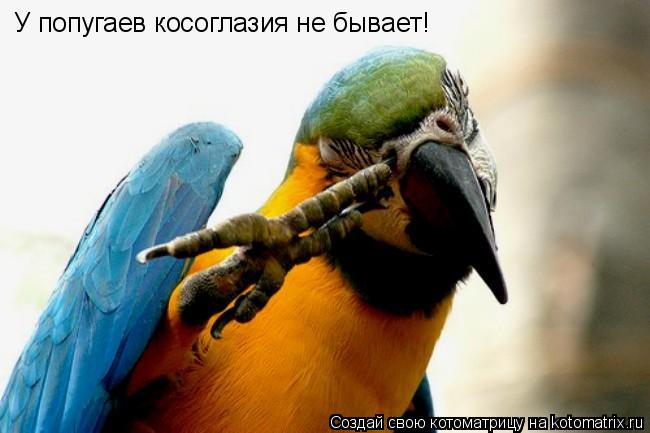 Котоматрица: У попугаев косоглазия не бывает!