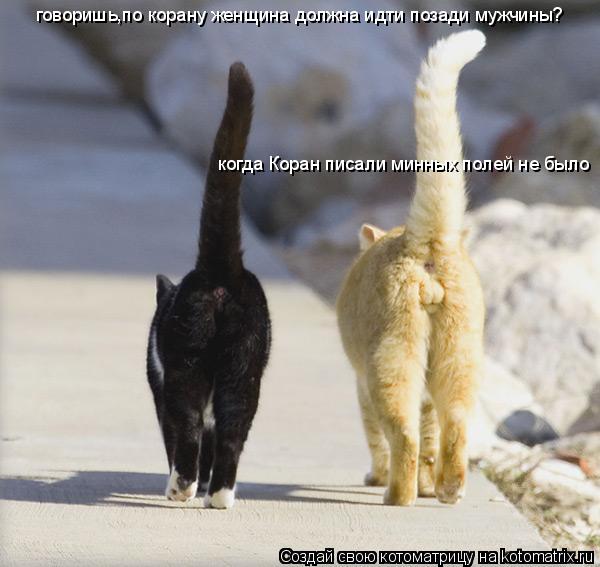 Котоматрица: говоришь,по корану женщина должна идти позади мужчины? когда Коран писали минных полей не было