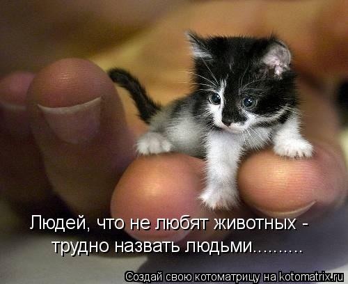 Котоматрица: Людей, что не любят животных - трудно назвать людьми..........
