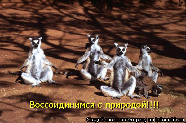 Котоматрица: Воссоидинимся с природой!!!!