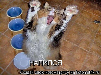 Котоматрица: НАПИЛСЯ