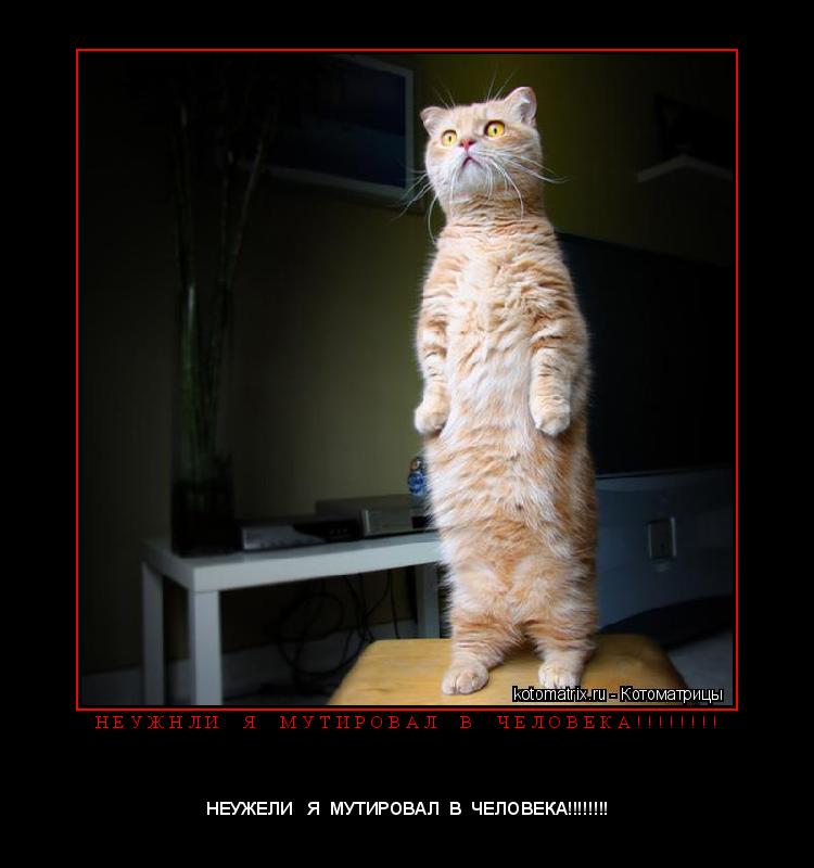 Котоматрица: Н Е У Ж Н Л И     Я     М У Т И Р О В А Л     В     Ч Е Л О В Е К А ! ! ! ! ! ! ! ! 