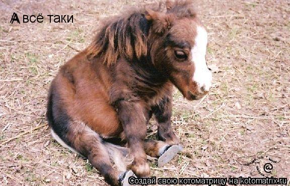 А А всё таки... Котоматрица: А А всё таки