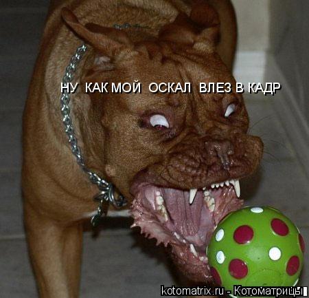 Котоматрица: НУ  КАК МОЙ  ОСКАЛ  ВЛЕЗ В КАДР