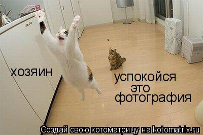 хозяин успокойся это фотография... Котоматрица: хозяин успокойся это фотография