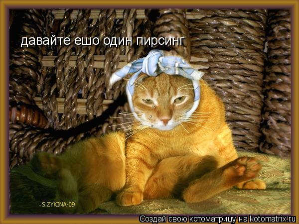 Котоматрица: давайте ешо один пирсинг
