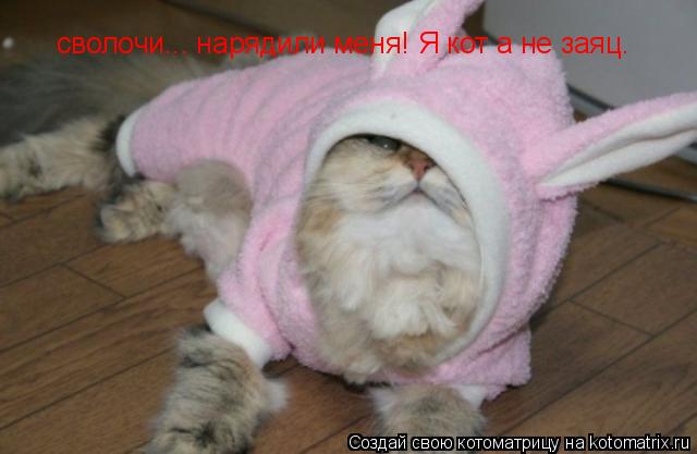 сволочи... нарядили меня! Я кот а не заяц.... Котоматрица: сволочи... нарядили меня! Я кот а не заяц.
