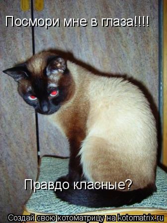 Котоматрица: Посмори мне в глаза!!!! Правдо класные?