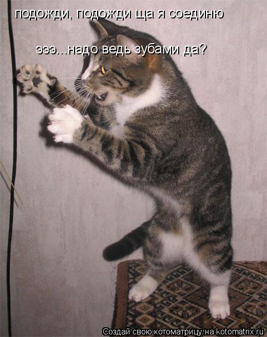 Котоматрица: подожди, подожди ща я соединю эээ...надо ведь зубами да?