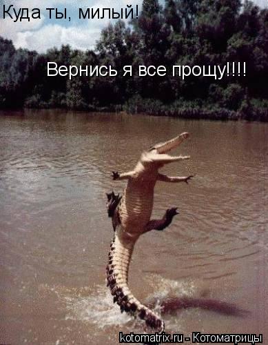 Котоматрица: Куда ты, милый!  Вернись я все прощу!!!!