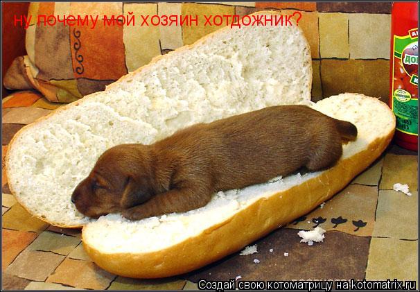 Котоматрица: ну почему мой хозяин хотдожник?