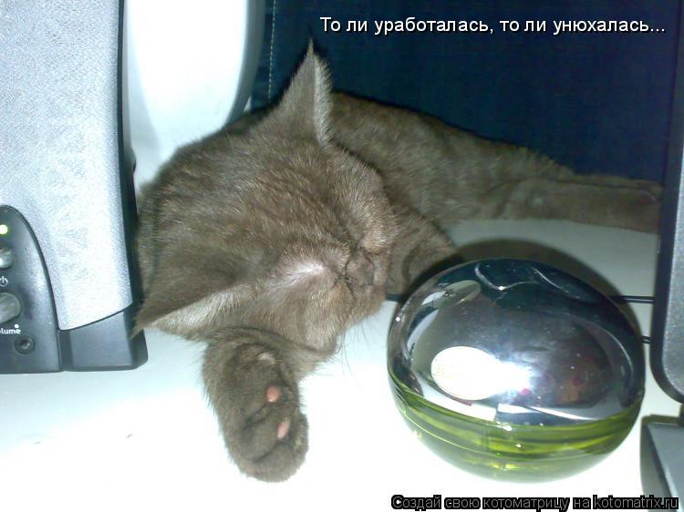 Котоматрица: То ли уработалась, то ли унюхалась...