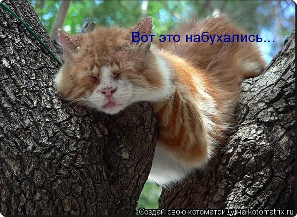 Котоматрица: Вот это набухались...