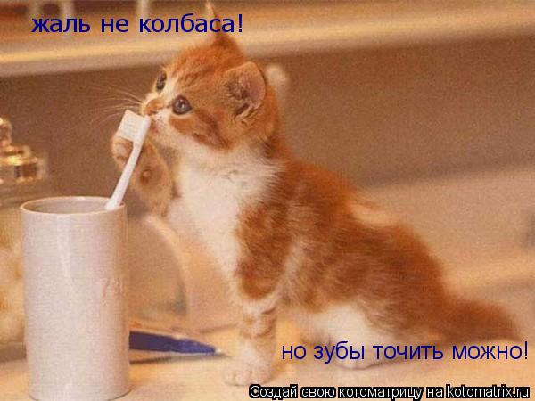 жаль не колбаса! но зубы точить можно!... Котоматрица: жаль не колбаса! но зубы точить можно!
