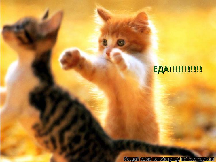 Котоматрица: ЕДА!!!!!!!!!!!
