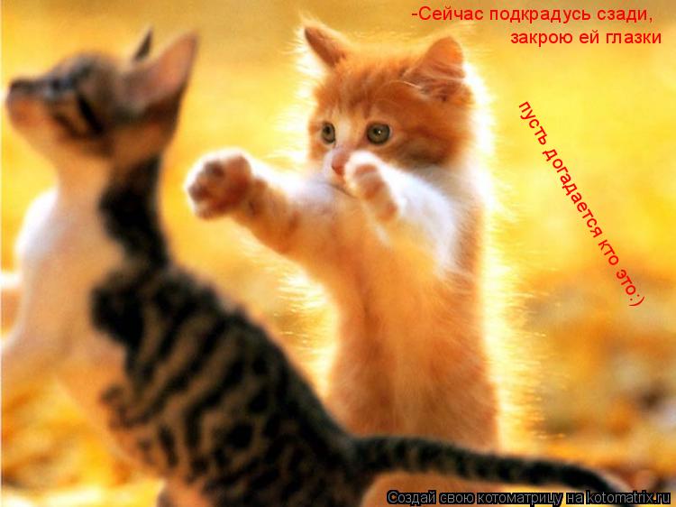 -Сейчас подкрадусь сзади, закрою ей глазки пусть догадается кто это:)... Котоматрица: -Сейчас подкрадусь сзади, закрою ей глазки пусть догадается кто это:)