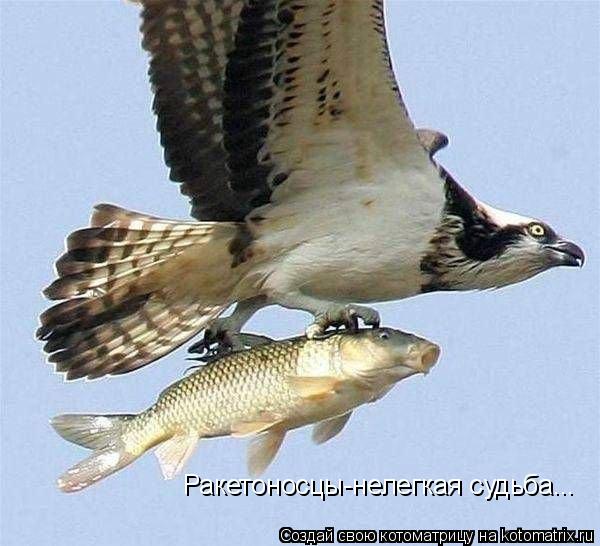 Ракетоносцы-нелегкая судьба...... Котоматрица: Ракетоносцы-нелегкая судьба...