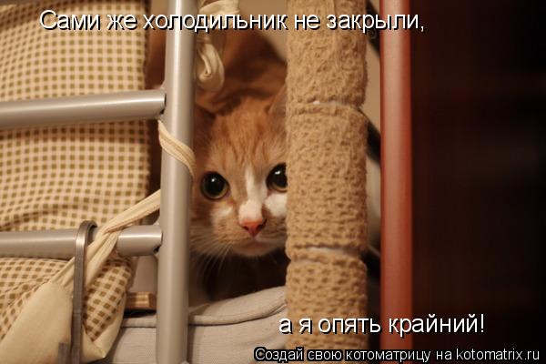 Сами же холодильник не закрыли, а я опять крайний!... Котоматрица: Сами же холодильник не закрыли, а я опять крайний!