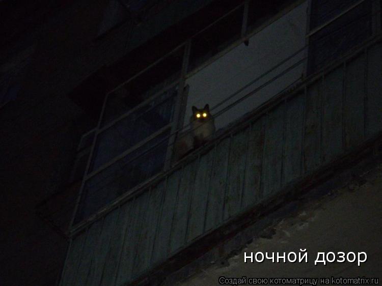 Котоматрица: ночной дозор