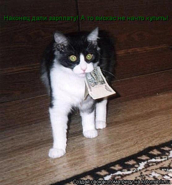 Котоматрица: Наконец дали зарплату! А то вискас не начто купить!