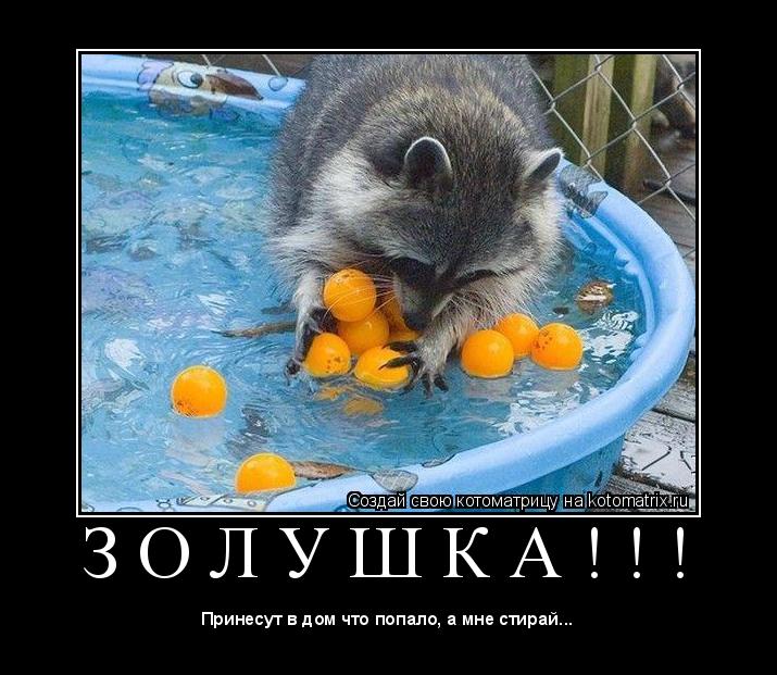 Котоматрица: З О Л У Ш К А ! ! ! 