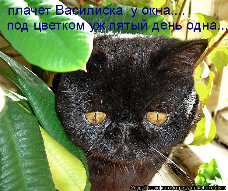 Котоматрица: плачет Василиска  у окна.... под цветком уж пятый день одна...