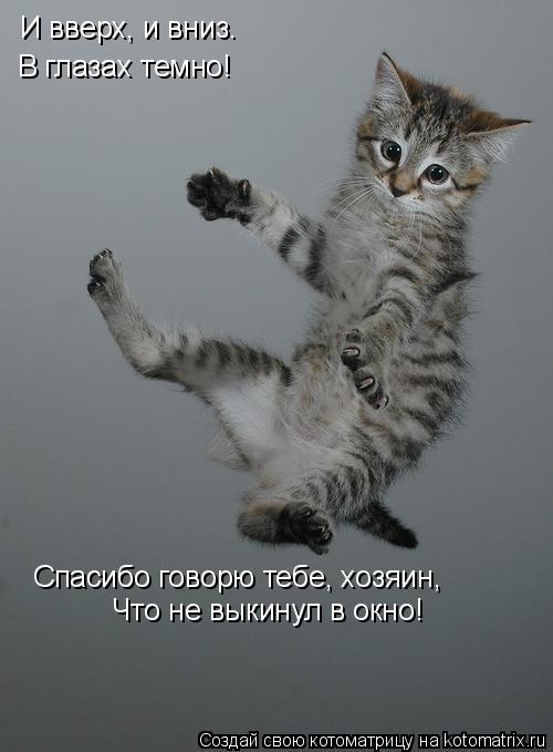 И вверх, и вниз. В глазах темно! Спасибо говорю тебе, хозяин, Что не выкинул в окно!... Котоматрица: И вверх, и вниз. В глазах темно! Спасибо говорю тебе, хозяин, Что не выкинул в окно!