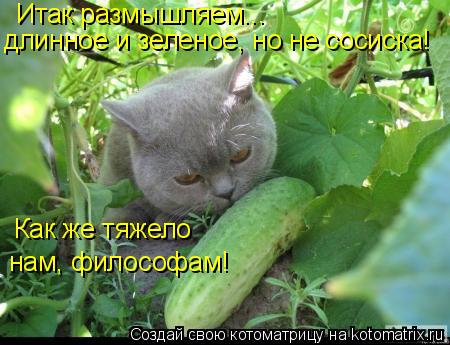 Котоматрица: Итак размышляем... длинное и зеленое, но не сосиска! Как же тяжело  нам, философам!