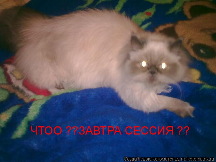 ЧТОО ??ЗАВТРА СЕССИЯ ??... Котоматрица: ЧТОО ??ЗАВТРА СЕССИЯ ??