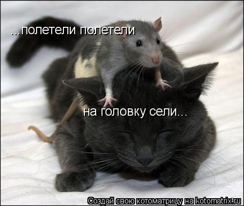 Котоматрица: ...полетели полетели на головку сели...