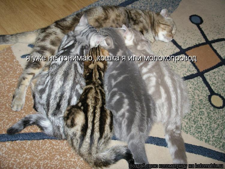 Котоматрица: я уже не понимаю,,кошка я или молокопровод