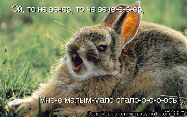 Котоматрица: Ой, то не вечер, то не вече-е-е-ер, Мне-е малым-мало спало-о-о-о-ось!....