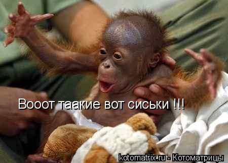 Котоматрица: Вооот таакие вот сиськи !!!