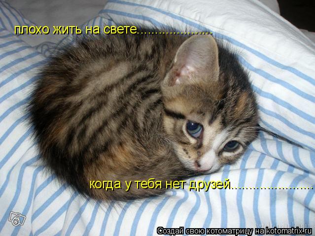 Котоматрица: плохо жить на свете..................... когда у тебя нет друзей....................... когда у тебя нет друзей.......................