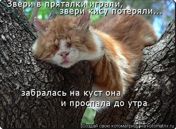 Котоматрица: Звери в пряталки играли, звери кису потеряли... забралась на куст она и проспала до утра