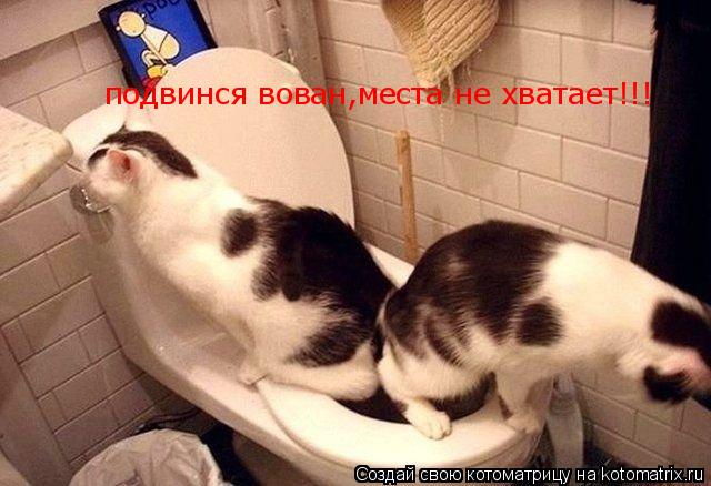 Котоматрица: подвинся вован,места не хватает!!!