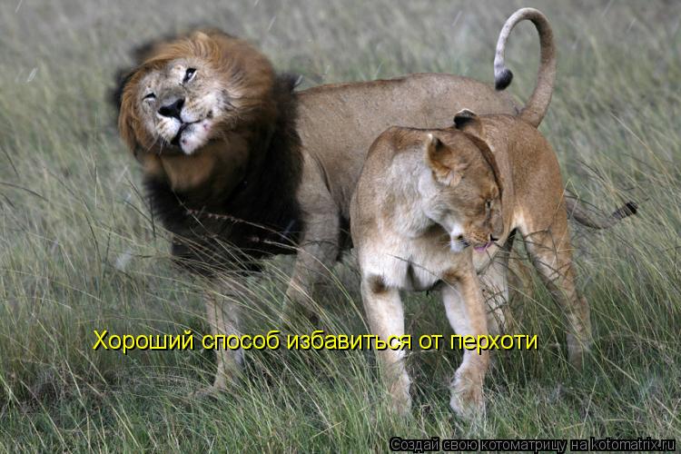 Хороший способ избавиться от перхоти... Котоматрица: Хороший способ избавиться от перхоти