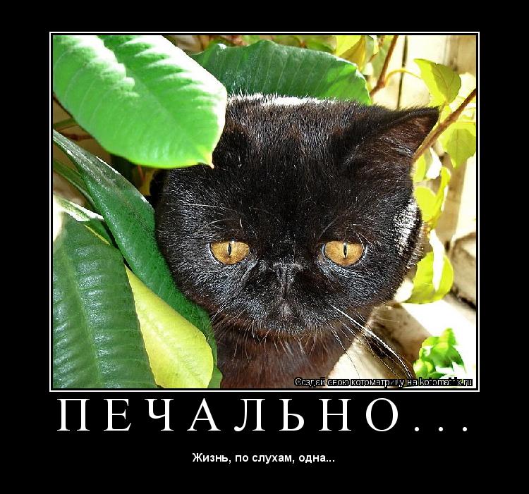 Котоматрица: П Е Ч А Л Ь Н О . . . 