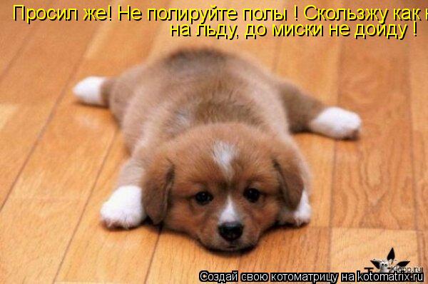 Просил же! Не полируйте полы ! Скользжу как на льду, до миски не дойду ! Просил же! Не полируйте полы... Котоматрица: Просил же! Не полируйте полы ! Скользжу как на льду, до миски не дойду ! Просил же! Не полируйте полы ! Скользжу как на льду, до миски не дойду !