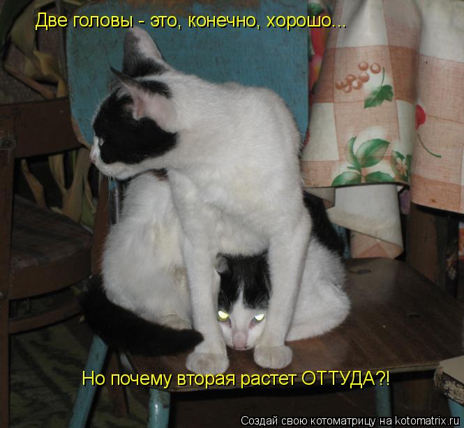 Две головы - это, конечно, хорошо... Но почему вторая растет ОТТУДА?!... Котоматрица: Две головы - это, конечно, хорошо... Но почему вторая растет ОТТУДА?!