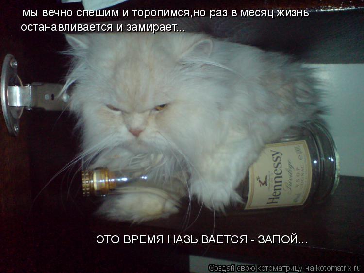 Котоматрица: мы вечно спешим и торопимся,но раз в месяц жизнь останавливается и замирает... ЭТО ВРЕМЯ НАЗЫВАЕТСЯ - ЗАПОЙ...