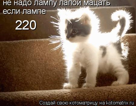 Котоматрица: не надо лампу лапой мацать если лампе 220