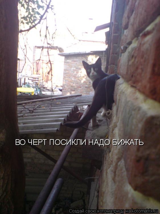 Котоматрица: ВО ЧЕРТ ПОСИКЛИ НАДО БИЖАТЬ