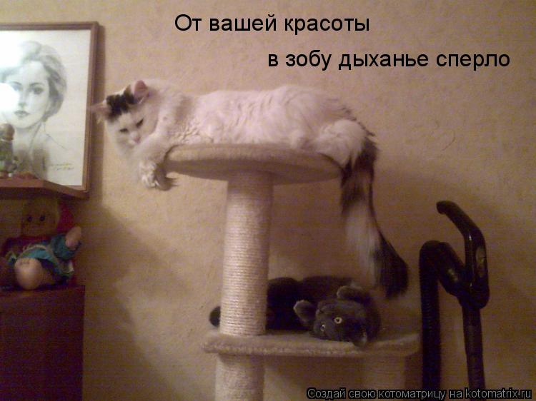 Котоматрица: От вашей красоты в зобу дыханье сперло