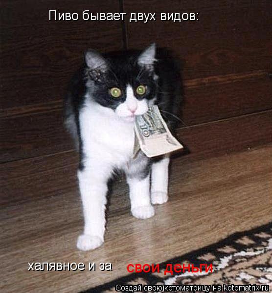 Котоматрица: Пиво бывает двух видов: халявное и за  свои деньги